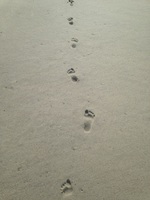Follow the Footprints of Our Children