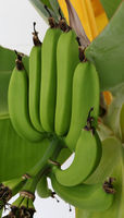 Leader Telegram- Likes the Bananas